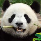 照片