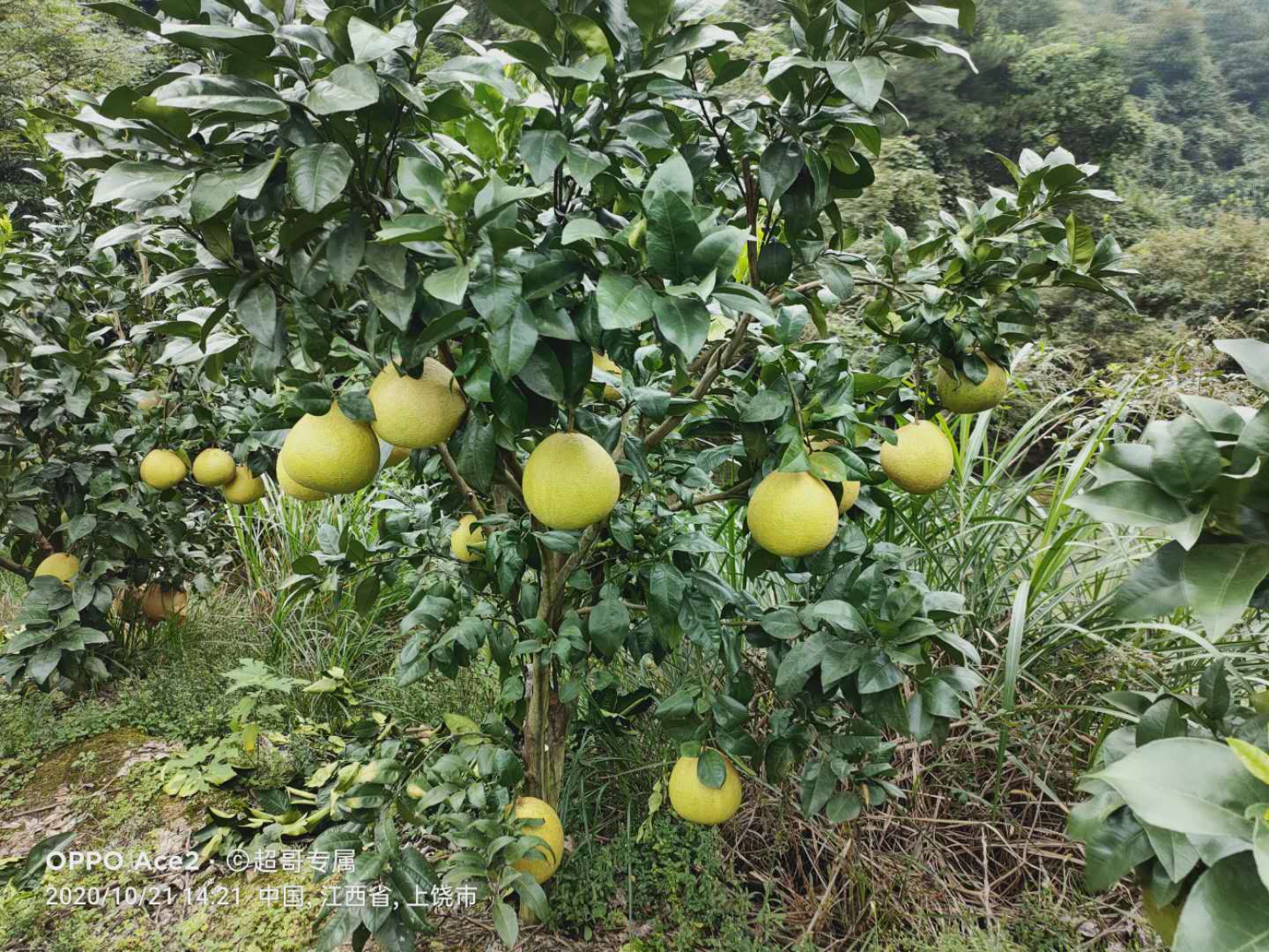 照片