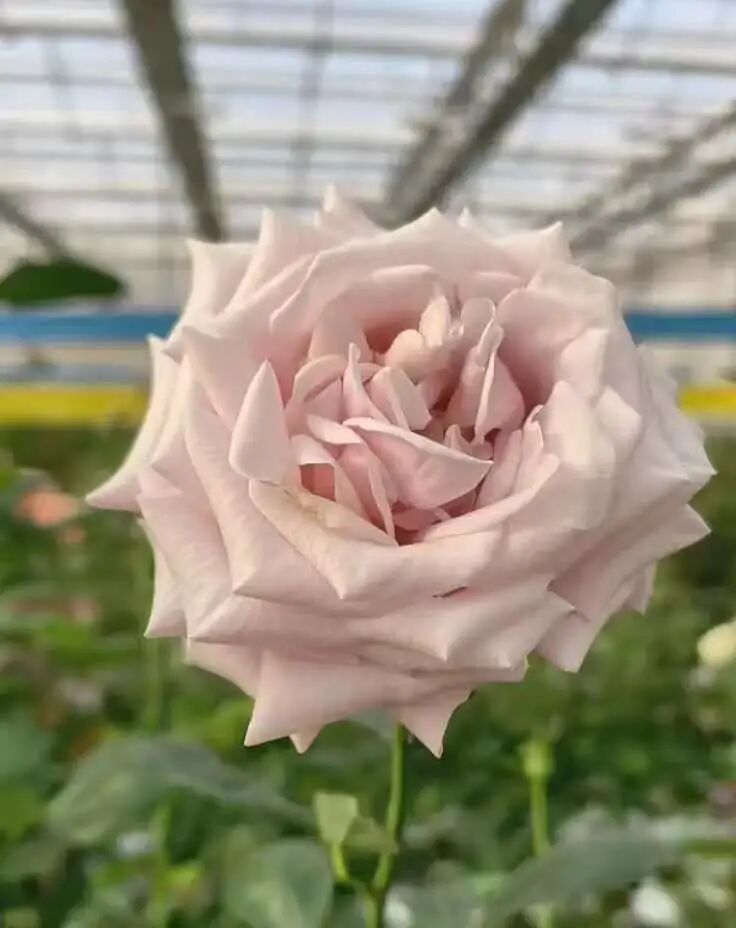照片